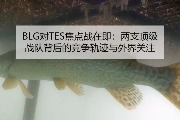 BLG对TES焦点战在即：两支顶级战队背后的竞争轨迹与外界关注